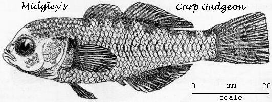 Midgley's Carp Gudgeon, Hypseleotris.
