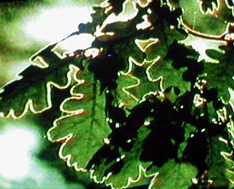Oak Leaf Silhouette