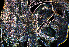 William I Duke of Normandy and King of England